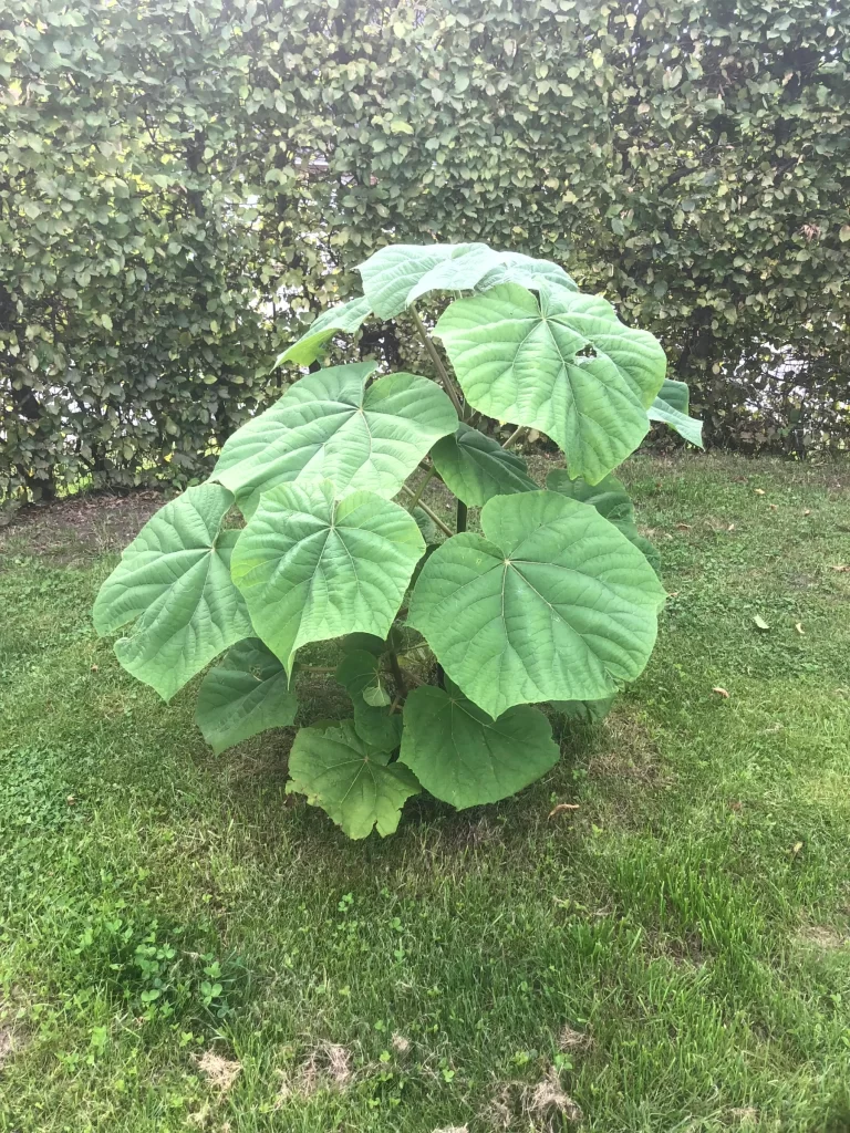 Klimatræ i haven. Paulownia Tomentosa