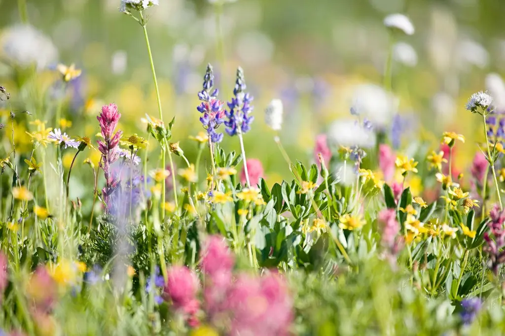 Farverig eng med vilde blomster i lilla, gult og pink – biodiversitet i haven gennem hele sæsonen