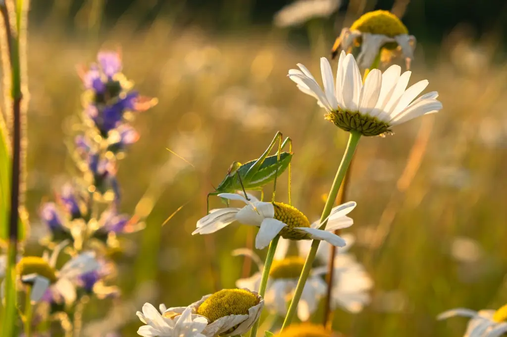 Græshoppe på en hvid daisy i en blomstereng – artsdiversitet, insekter og biodiversitet i dansk natur