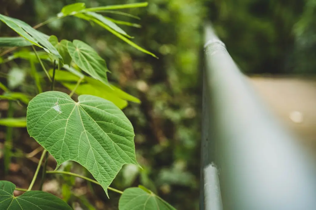 Stort hjerteformet blad på ungt Paulownia kejsertræ – Paulownia i Danmark med karakteristiske grønne blade