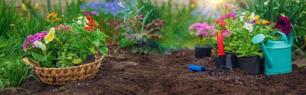 Nyplantning i løsnet jord med kurv af blomster, vandkande og haveredskaber – biodiversitet i haven starter med et par planter