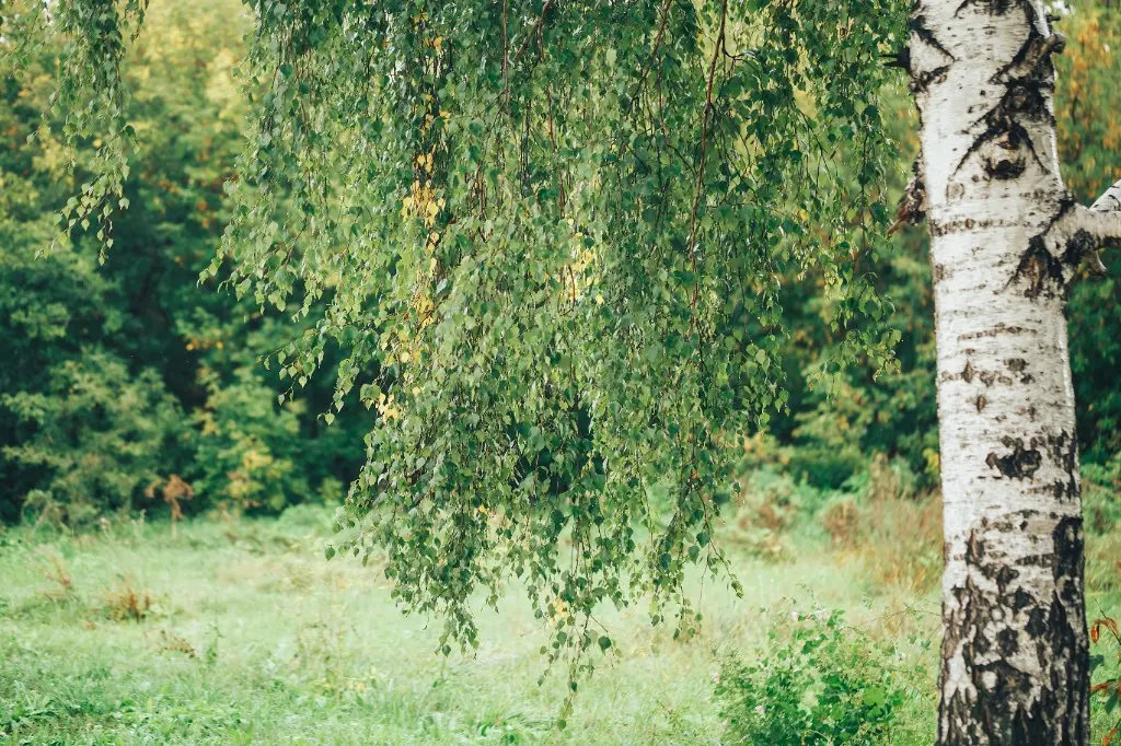 Birk med hængende grene ved en grøn eng – vortebirk er et hjemmehørende træ i det danske landskab